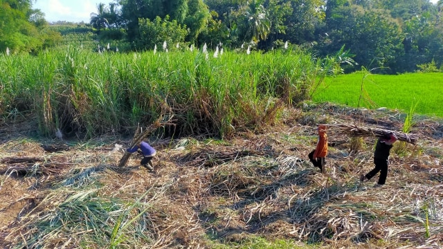 PT Perkebunan Nusantara (PTPN) XI di Jawa Timur. Foto: Pertamina