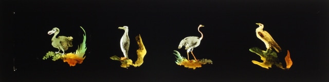 4 jenis burung. Foto: Lantern Slide