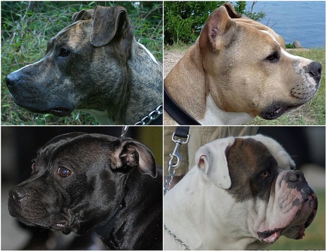 4 jenis anjing. Foto: Wikimedia Commons