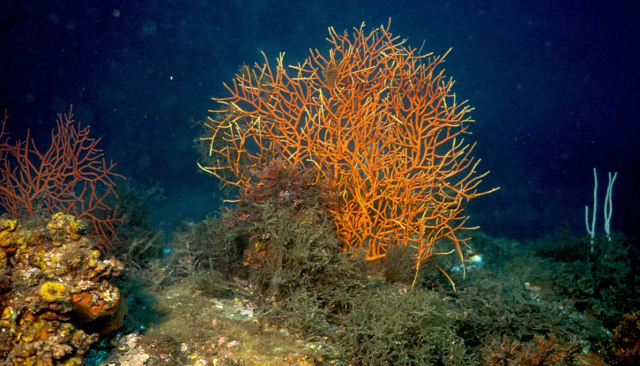 Cambut laut atau Leptogorgia virgulata. Foto: Wikipedia