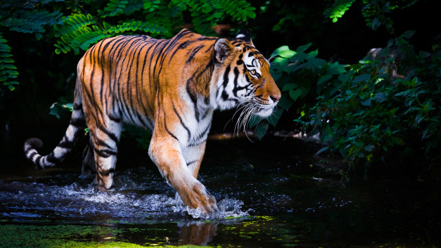 2 Harimau di Kebun Binatang Sinka Zoo Singkawang, Kalbar, Lepas dari Kandang (32146)