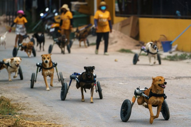 Sejumlah anjing anjing penyandang cacat dengan alat bantu saat berjalan-jalan setiap hari di The Man That Rescues Dogs Foundation, Chonburi, Thailand. Foto: Athit Perawongmetha/REUTERS