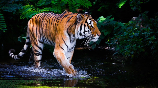 Ilustrasi Harimau. Foto: Shutterstock