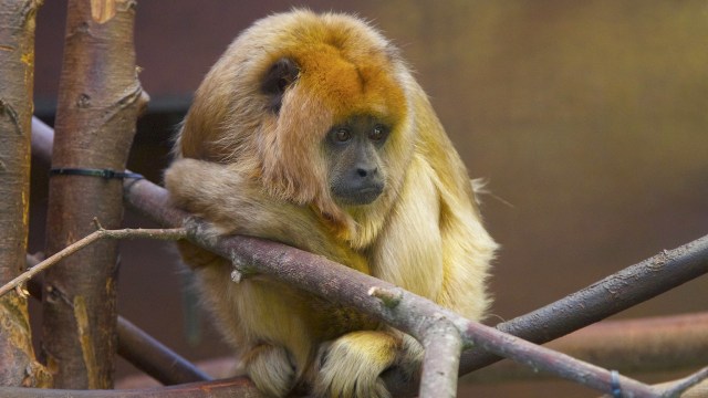 Monyet howler (Alouatta). Foto: Terry Kearney via Flickr