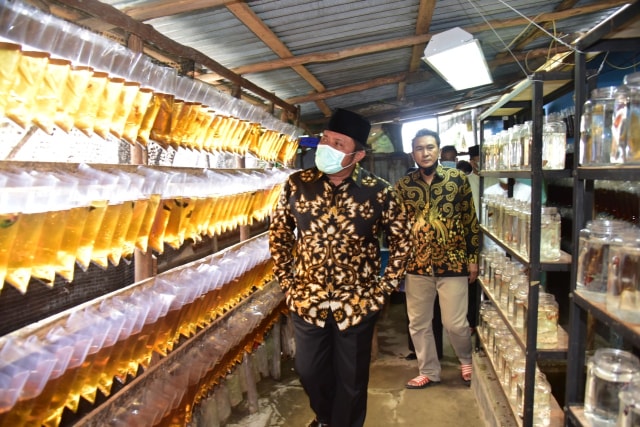 Gubernur Sumsel, Herman Deru saat melihat langsung budi daya ikan cupang Riduan Gallery Cupang di Seberang Ulu II, Palembang. Foto. Istimewa Jumat (5/2). 
