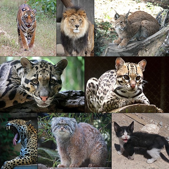 Anggota hewan dengan famili Felidae. Foto: Wikimedia Commons