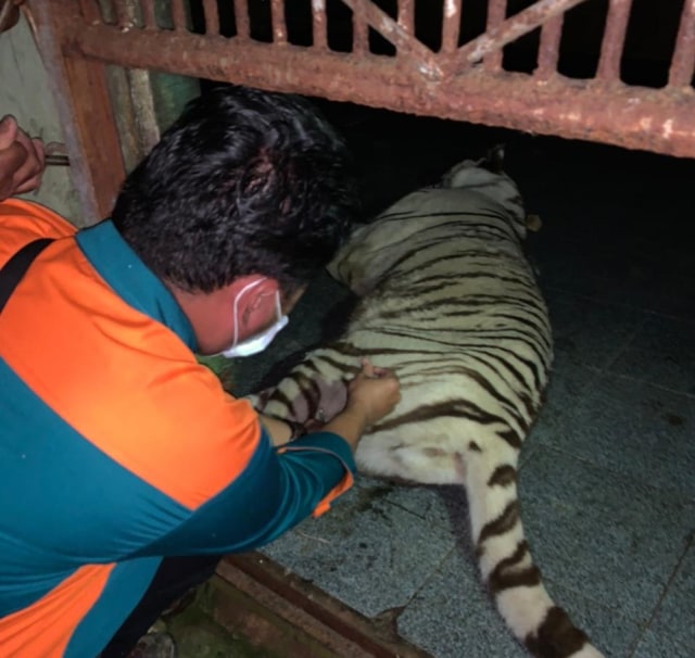 Harimau Tora yang Lepas dari Kandang Sinka Zoo Singkawang Berhasil Ditangkap (454845)