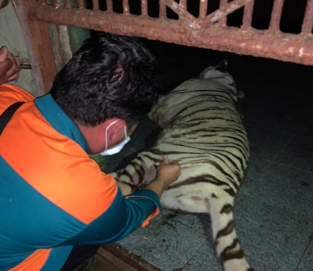 Harimau Tora yang berhasil diamankan. Foto: Dok. Hi!Pontianak