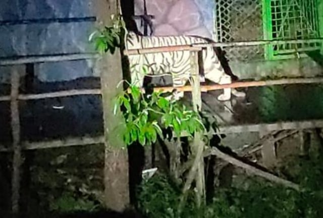 Harimau Tora saat muncul di kawasan Sinka Zoo. Foto: Dok Hi!Pontianak