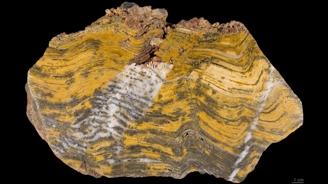 Stromatolit dari Australia Barat | Foto: Wikimedia Commons