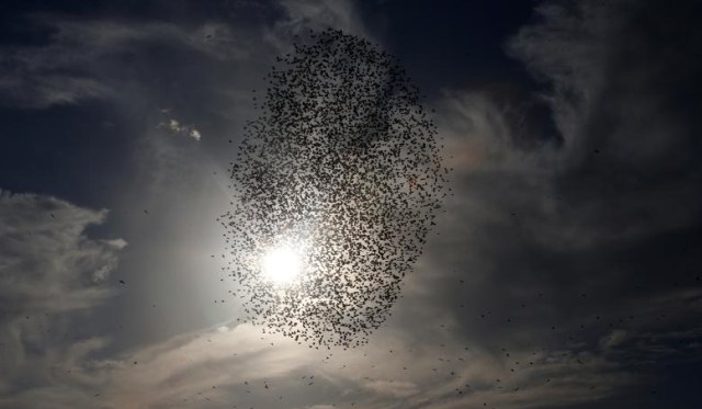 Ratusan burung jalak Eropa terbang di angkasa.  Foto: REUTERS/Ronen Zvulun