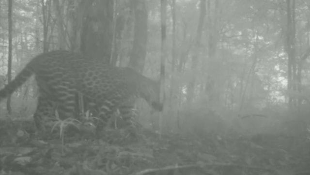 Macan tutul Jawa di Gunung Halimun. Foto: Dok. BTN Halimun Salak