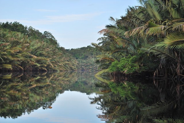 Berbak National Park. Foto: Wikipedia.