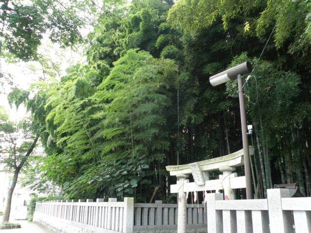 8 Fakta Hutan Aokigahara, Tempat Wisata Yang Indah dan Angker 