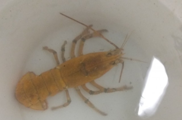 Nelayan Temukan Lobster Langka Berwarna Kuning, Diberi Nama Pisang (108896)