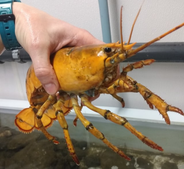 Nelayan Temukan Lobster Langka Berwarna Kuning, Diberi Nama Pisang (2)