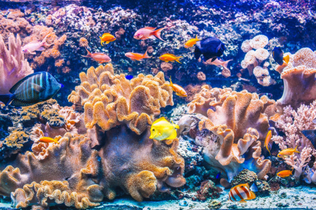 Porifera di Lautan. Foto: Freepik