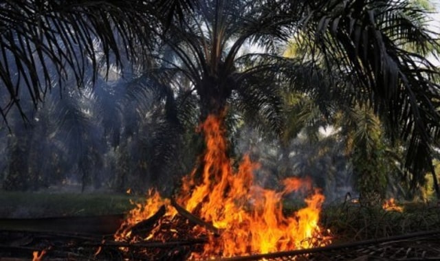 Ilustrasi perkebunan kelapa sawit terbakar. Foto: ist