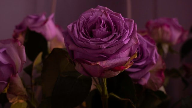 Mengenal 7 Warna Bunga Mawar Dan Artinya Sebagai Hadiah Di Hari Valentine Kumparan Com