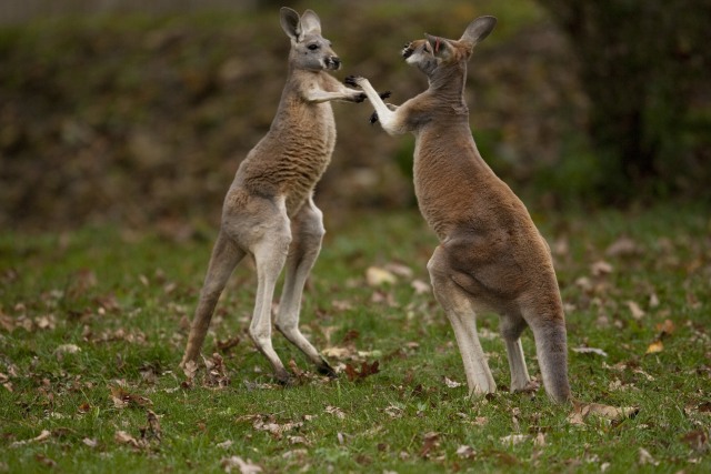 Kanguru. Foto: Scott Calleja via Flickr