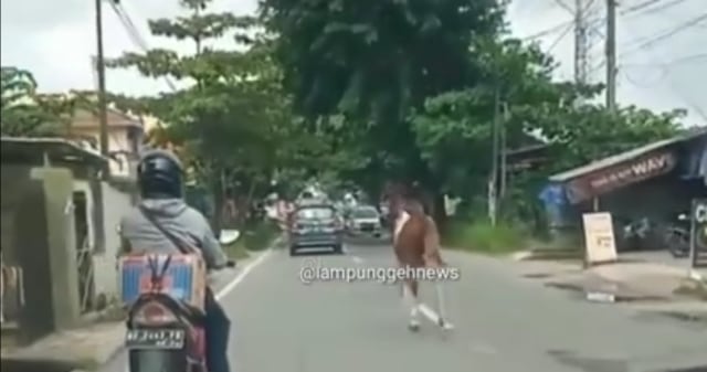 Seekor kuda terekam netizen lari di jalanan Kota Bandar Lampung
