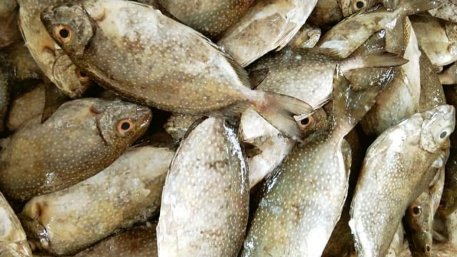 Ikan Dingkis yang dipercaya membawa keberuntungan saat Imlek. Foto: Facebook/Pasar Ikan Batam
