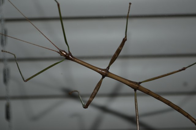 Serangga tongakat (Phasmatodea). Foto: Jo Naylor via Flickr