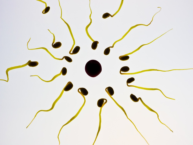 8 Hal yang Bisa Menurunkan Kualitas Sperma Pria. Foto: Pixabay