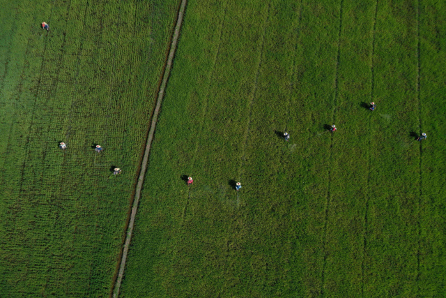 Petani Muda Dan Harapan Mempertahankan Swasembada Beras Di Kabupaten Kuningan Kumparan Com