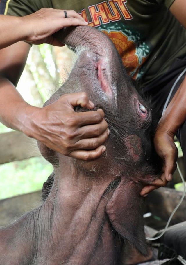 Bayi gajah liar dalam perawatan medis di PKG Saree, Aceh Besar, Senin (15/2). Foto: Suparta/acehkini