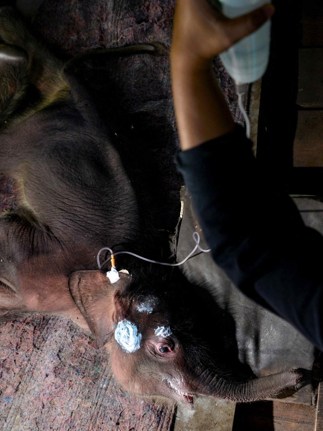 Tim medis merawat bayi gajah Sumatera di Pusat Konservasi Gajah Saree di Saree, Aceh. Foto: Chaideer Mahyuddin/AFP
