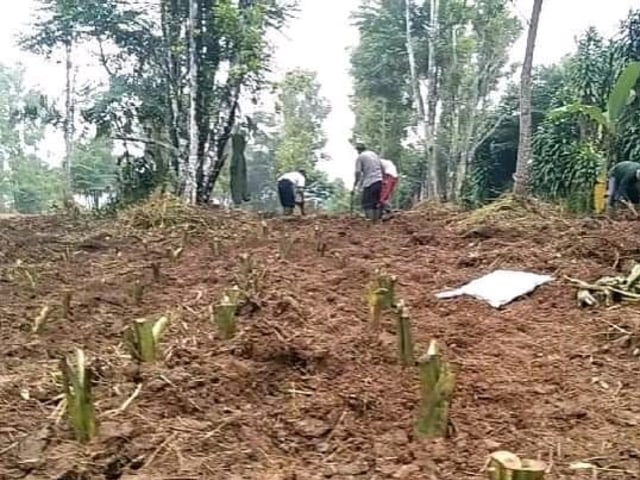 Modal YouTube, Mantan Office Boy Sukses Jadi Petani Bergaji Puluhan Juta Sebulan (208268)