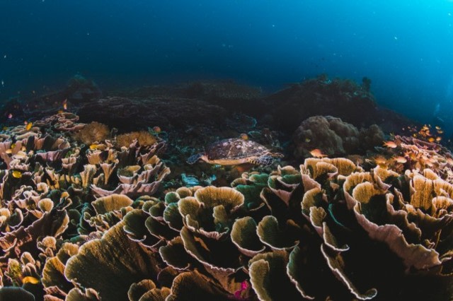 Porifera di lautan. Foto: Freepik