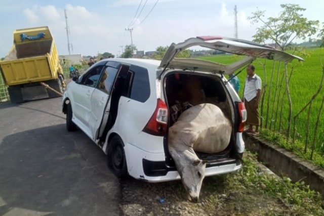 Polisi menemukan tiga ekor lembu terikat dalam mobil di Pidie, Aceh, dan membekuk tiga pria diduga pencuri lembu dengan modus memakai mobil. Foto: Dok. Polres Pidie