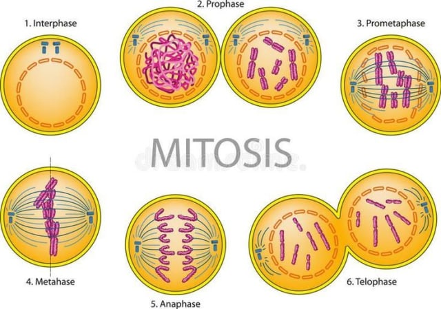 Ilustrasi pembelahan metosis dari sel. Sumber: Pinterest