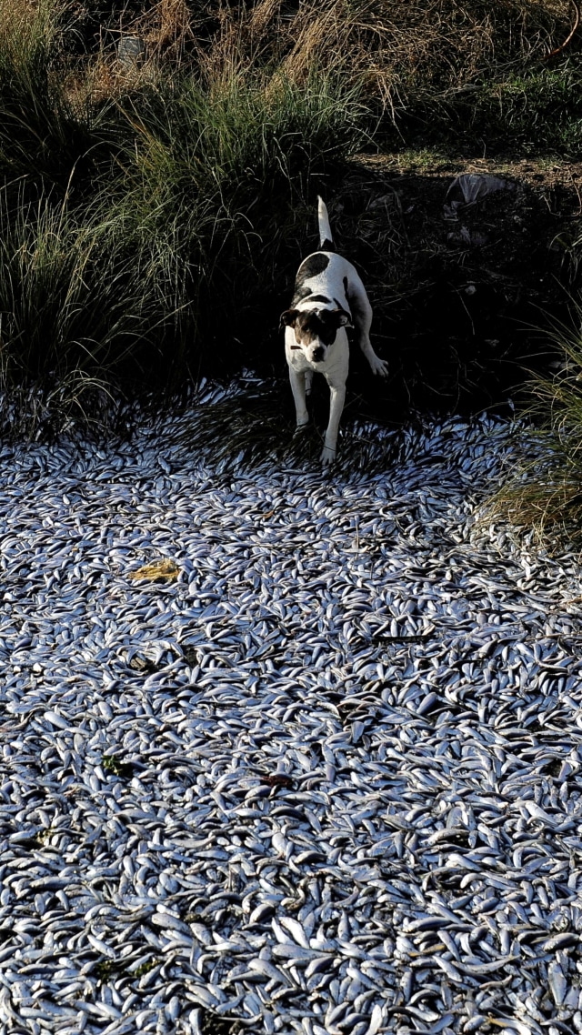 Seekor anjing mengamati ribuan ikan sarden mati terlihat di tepi sungai Laraquete, di Laraquete, Chile, Senin (15/2). Foto: Jose Luis Saavedra/REUTERS