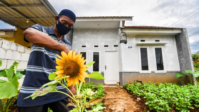 Seorang warga memanen bunga matahari di kawasan perumahan subsidi pemerintah di Perumahan Sasak Panjang 2, Tajur Halang, Bogor, Jawa Barat, Rabu (17/2/2021). Foto: Muhammad Adimaja/ANTARA FOTO