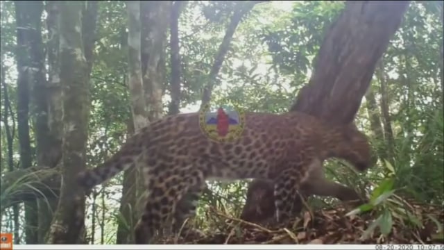 Macan tutul Jawa di Gunung Halimun. Foto: Dok. BTN Halimun Salak