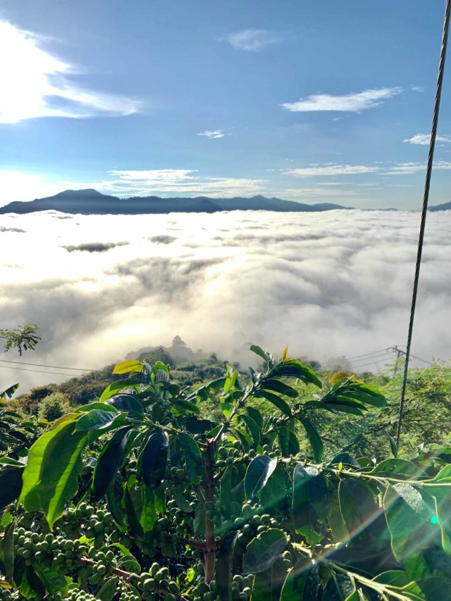 Melihat Samudera Awan dari atas puncak buket Pantan Terong, Takengon, Aceh Tengah. Foto: Dok. Afri Ardiansyah