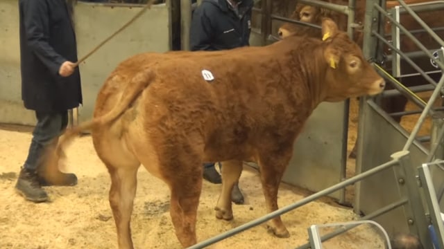 Posh Spice, sapi berusia empat bulan yang laku seharga Rp 5,1 Miliar.  Foto: YouTube/LimousinTV