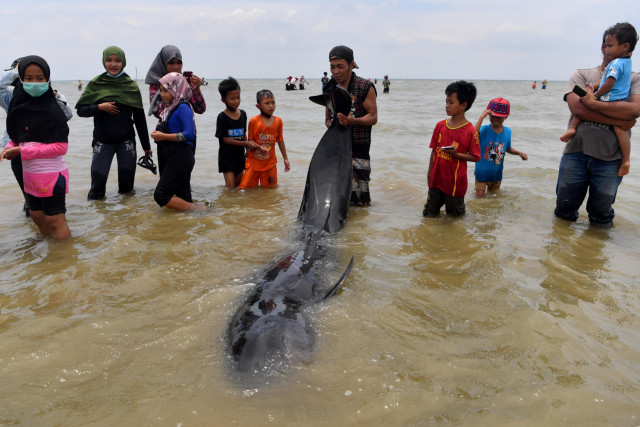 Warga menarik paus pilot sirip pendek (Globicephala macrorhynchus) yang terdampar di Pantai Modung, Bangkalan, Jawa Timur. Foto: Zabur Karuru/Antara Foto