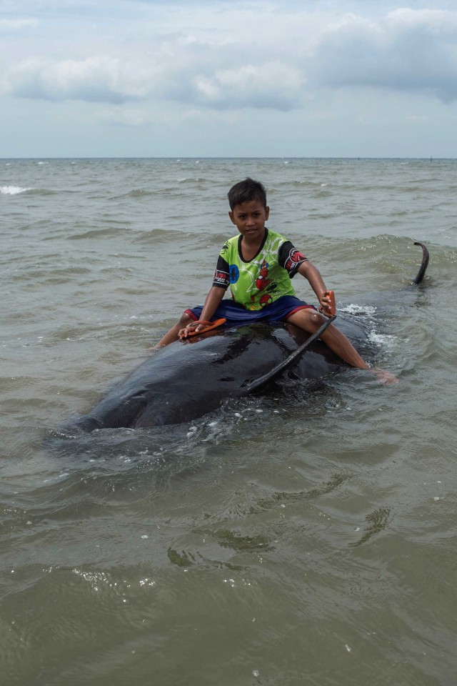 Seorang anak menunggangi Paus Pilot Sirip Pendek yang terdampar sambil berfoto di Pantai Modung, Bangkalan, Jawa Timur. Foto: Juni Kriswanto / AFP