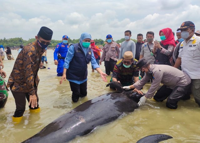 Gubernur Khofifah saat melihat secara langsung kondisi ikan paus tombak yang terdampar di perairan pantai Bangkalan. Khofifah meminta Tim FKH Unair mencari tahu penyabab kematian 49 ikan paus tombak itu. Foto-foto: Humas Pemprov Jatim