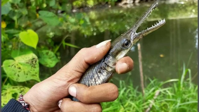 Ikan aligator. Foto: Rully YK Grup Mancing Mania Jogjakarta