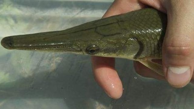Ilustrasi ikan aligator. Foto: Istimewa