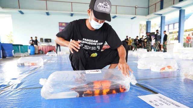 Festival Ikan Koi memperebutkan Piala Pangdam XIV/Hsn. Foto: Dok. Istimewa