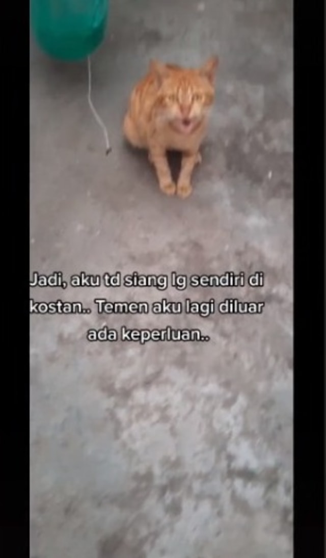 Kucing Oren Heroik, Selamatkan Wanita dari Serangan Ular saat Nyuci Piring (53638)