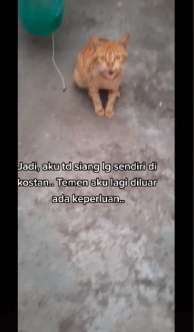 Viral kucing oren selamatkan perempuan dari serangan ular saat nyuci piring. (Foto: TikTok/@3rdchild)