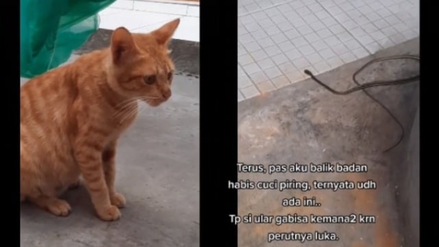 Kucing Oren Heroik, Selamatkan Wanita dari Serangan Ular saat Nyuci Piring (53639)