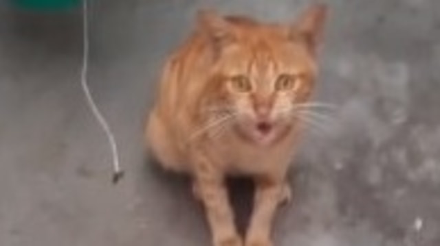 Kucing Oren Heroik, Selamatkan Wanita dari Serangan Ular saat Nyuci Piring (53640)